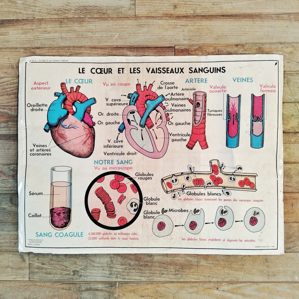 Affiche d'école - L'absorption - Le cœur