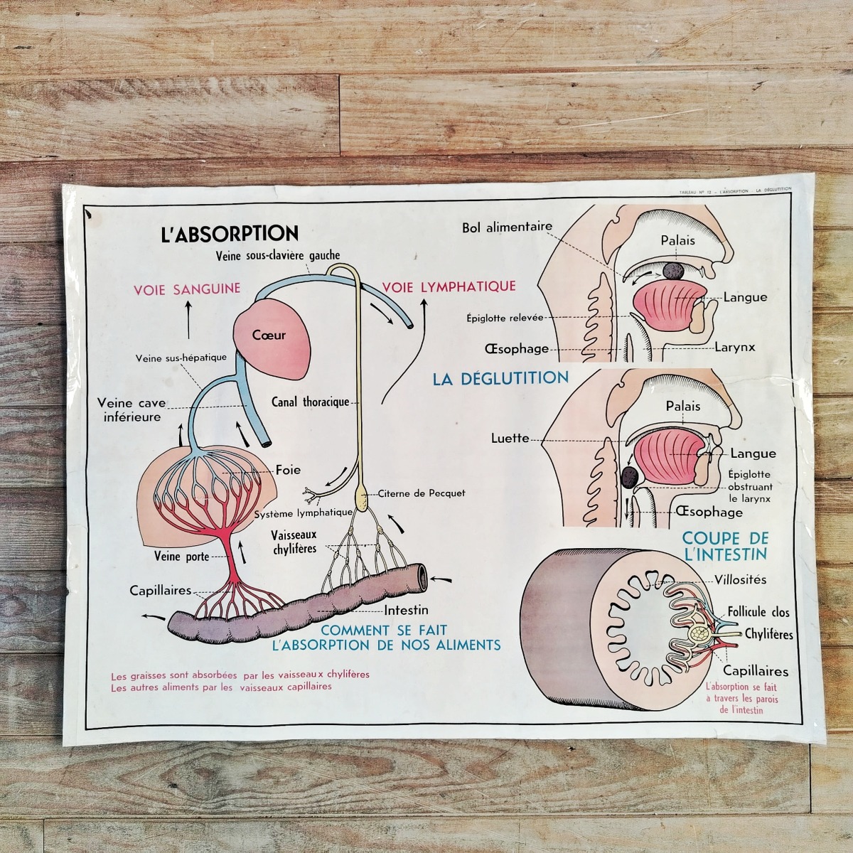 Affiche d'école - L'absorption - Le cœur – Image 4