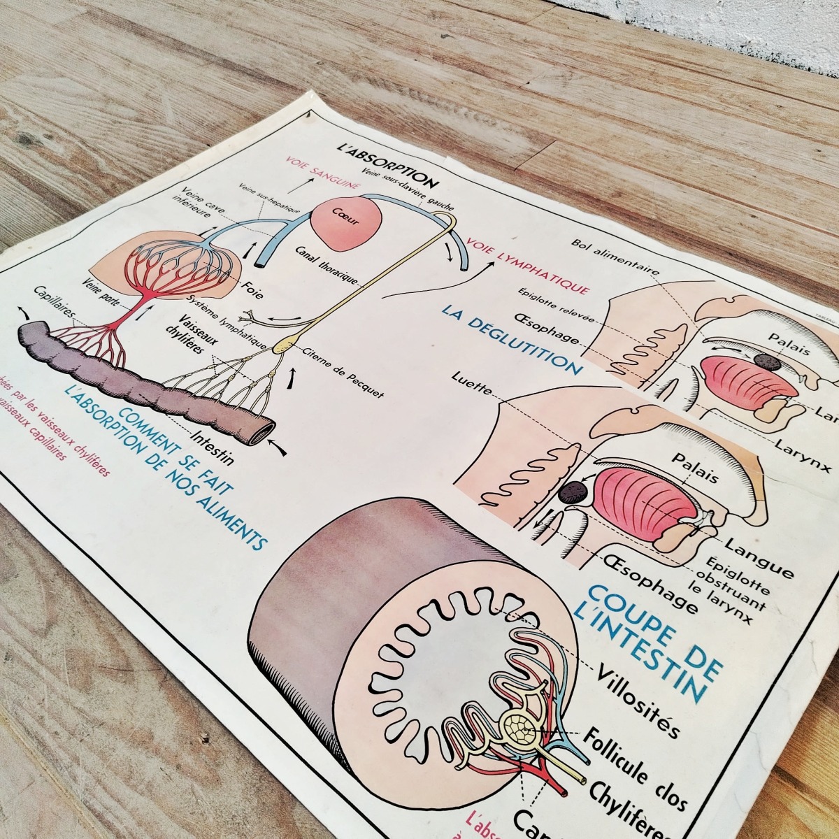 Affiche d'école - L'absorption - Le cœur – Image 3